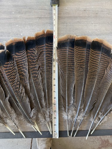 12 Turkey Tail Feathers 14-16"+ long Eastern Turkey Feathers