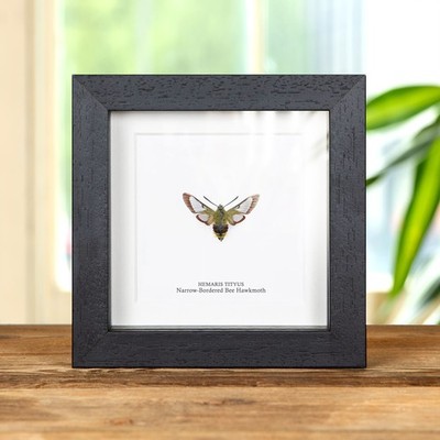 Narrow-Bordered Bee Hawkmoth in Box Frame (Hemaris tityus)
