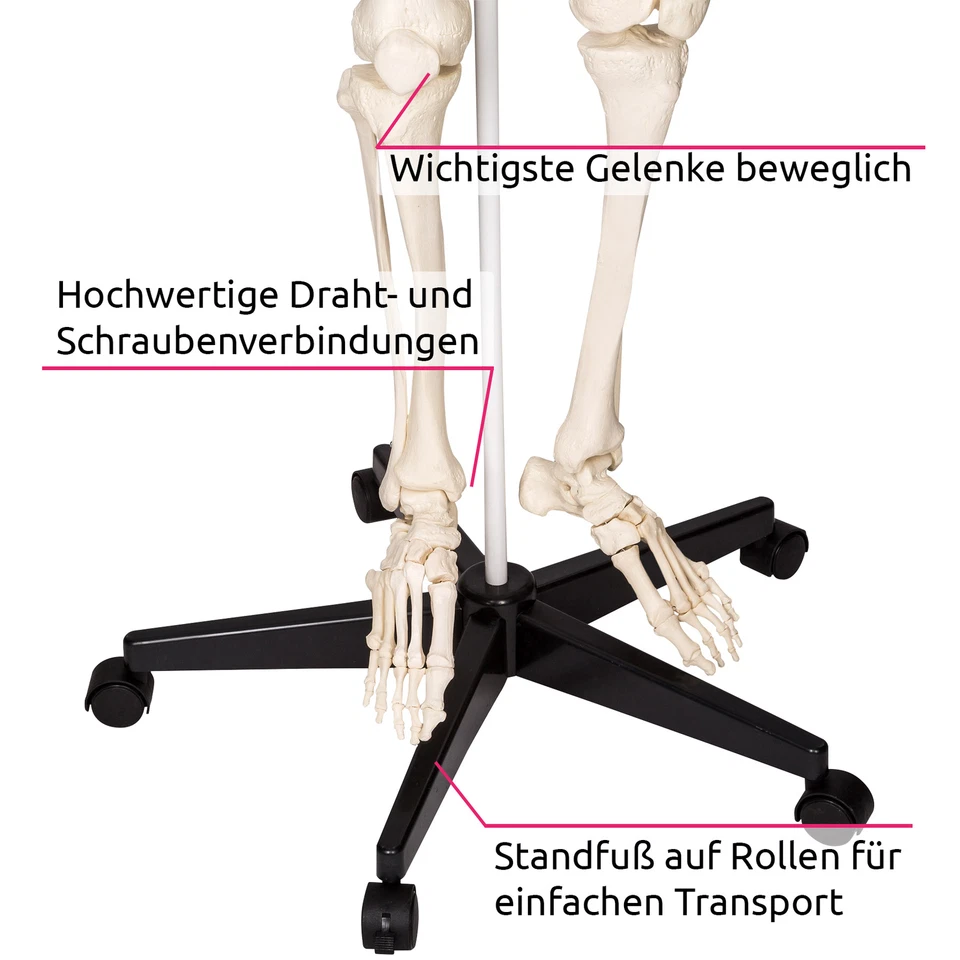 Menschliches Skelett Lebensgroß Anatomie Modell Lehrmodell + Stativ + Poster Neu - Bild 2 von 4
