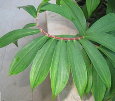 Ayurvedic Thebu Dried Leaf Insulin Plant Costus Igneus natural Leaves 50g