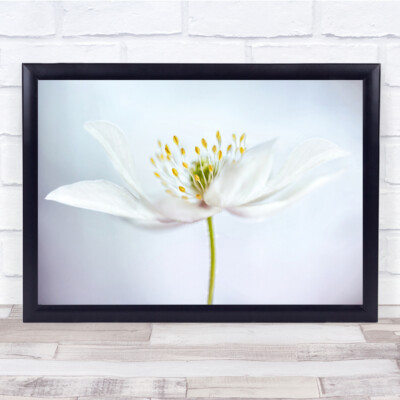 Nemorosa Frühling Wald Blume Floral Nahaufnahme weiße Anemone Wandkunstdruck