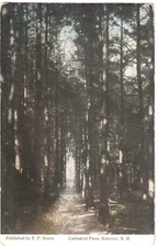 Cathedral Pines-Hanover, New Hampshire NH-1916 posted postcard