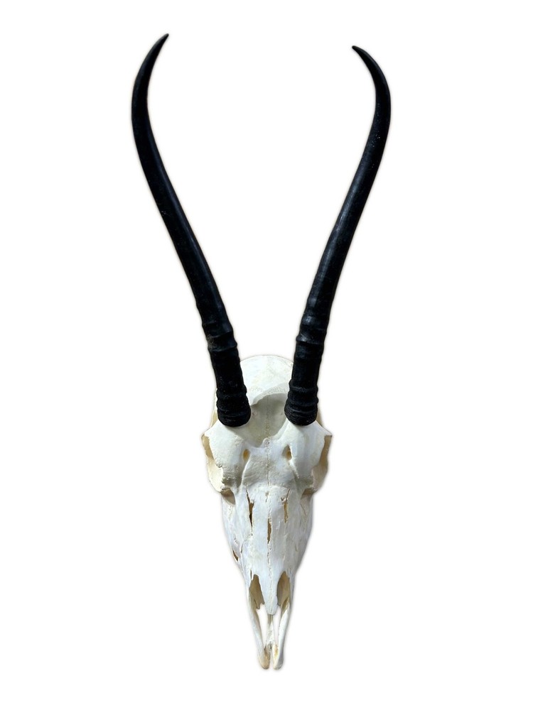 Real Springbok Skull -  Female Deer with metal bracket -Female Antelope Cranium