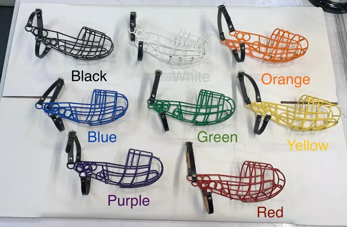 Saluki muzzle top