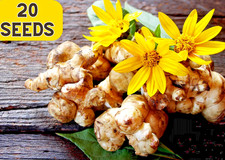 20Seeds JERUSALEM ARTICHOKE Sunchoke Sunroot Helianthus Tuberosus Yellow flower