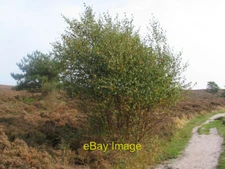 Photo 6x4 Downy Birch on Dunwich Heath  c2005