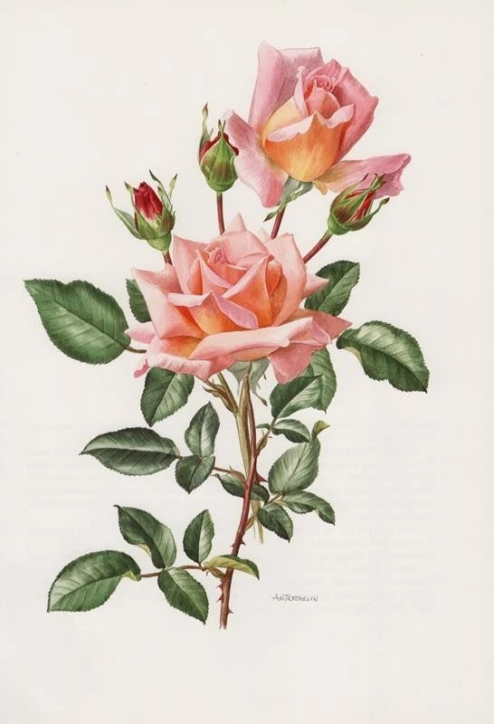 Rosa 'COMPASSION DE LONDRES' Rose Rosen Offset-Lithografie 1985 Anne Trechslin - Bild 1 von 1