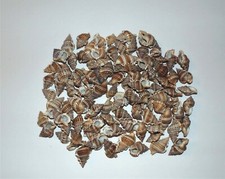 1/2  POUND  BURSA GRANULARIS  SEA SHELLS - BEACH  DECOR GREAT FOR CRAFTS