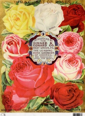 D&C Set of Roses | A4 Rice Paper | Paper for Decoupage | Calambour