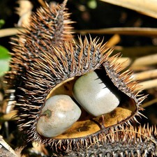Gray Nickernut (Caesalpinia bonduc) - 5 seeds
