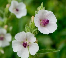 MARSHMALLOW SEEDS 50+ Althaea Officinallis perennial HERB garden FREE SHIPPING