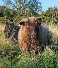 Icelandic x Shetland Sheep’s fleece. Spinning/weaving/ needlefelting  Washed 50g