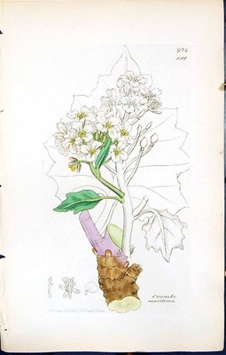 Alter Druck Britische Pflanzen Botanik 1847 Sowerby Smith Farbe Crambe Maritima 19.