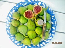 Fig tree cuttings , Vasilika Sika ,delicious white fig, cold hardy, 6 pieces !