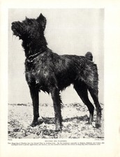 1930s Antique Bouvier des Flandres Dog Print ...