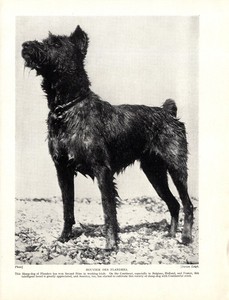 1930s Antique Bouvier des Flandres Dog Print Sheepdog of Flanders Print 6284Q