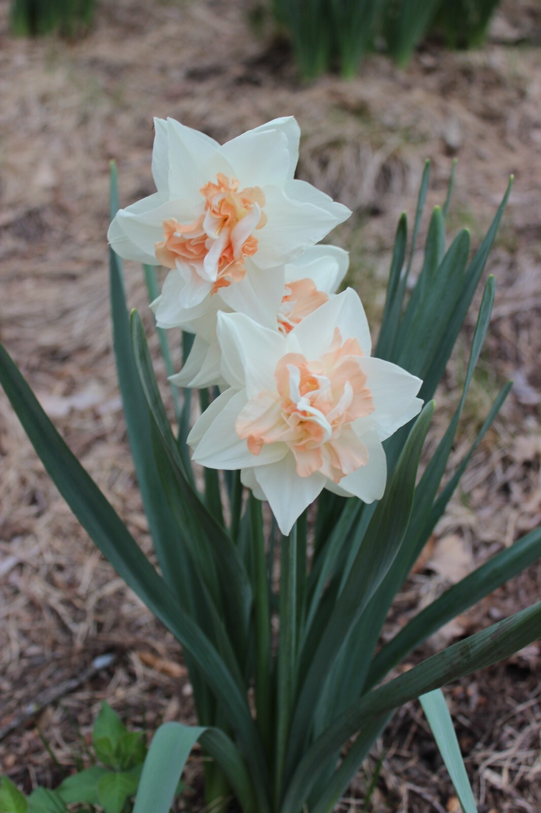 Pink Double Daffodil Bulbs Daffodil Replete Fragrant Deer