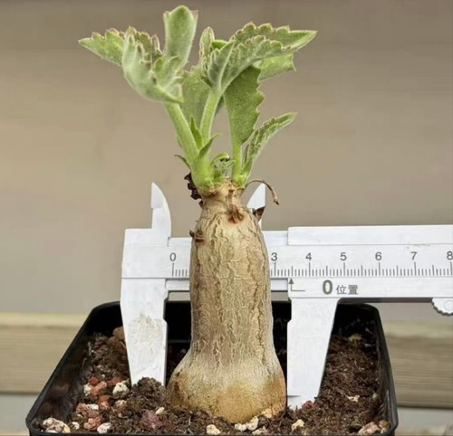3CM+ Rare Plant SucculentLive Cyphostemma uter var.macropus Random Caudex - Imagen 8 de 9
