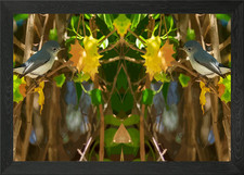 Pair of Nuthatches Framed Wall Art Poster Canvas Print Picture