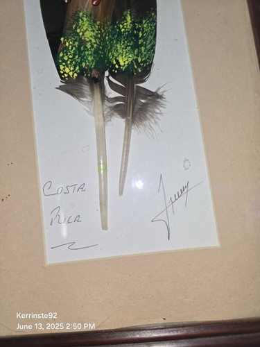Unique Hand Painted Feather Frog Costa Rica Framed Artist Signed - Picture 10 of 10