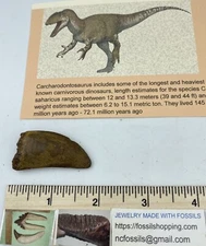 Carcharodontosaurus dinosaur CARCHARODON 1.75” AKA African TREX T REX CU11