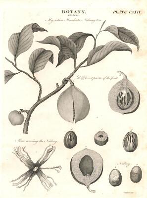 Botany dioecia. Myristica Moschata, Nutmeg tree. Plate CXXIV. Original Kupfersti