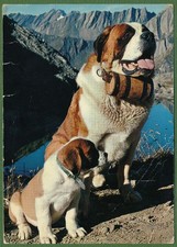 SWITZERLAND - St. Bernard Dogs