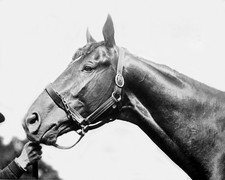 1920 Champion Racehorse MAN O WAR brillante impresión fotográfica 8x10 póster pura sangre