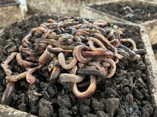 Canadian Nightcrawlers Free Priority Shipping - 2 Day Shipping FedEx 2Day 