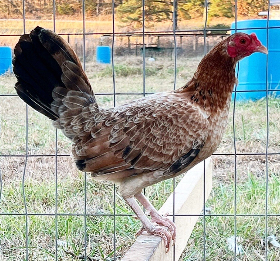 Gamefowl Hatching Eggs 6 + Pure Leon Lacy Roundhead Eggs eBay