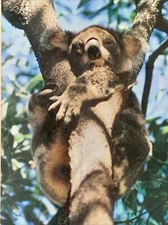 Greeting Card Koala Bear Animal Fun Hallmark U.S.A. Vintage