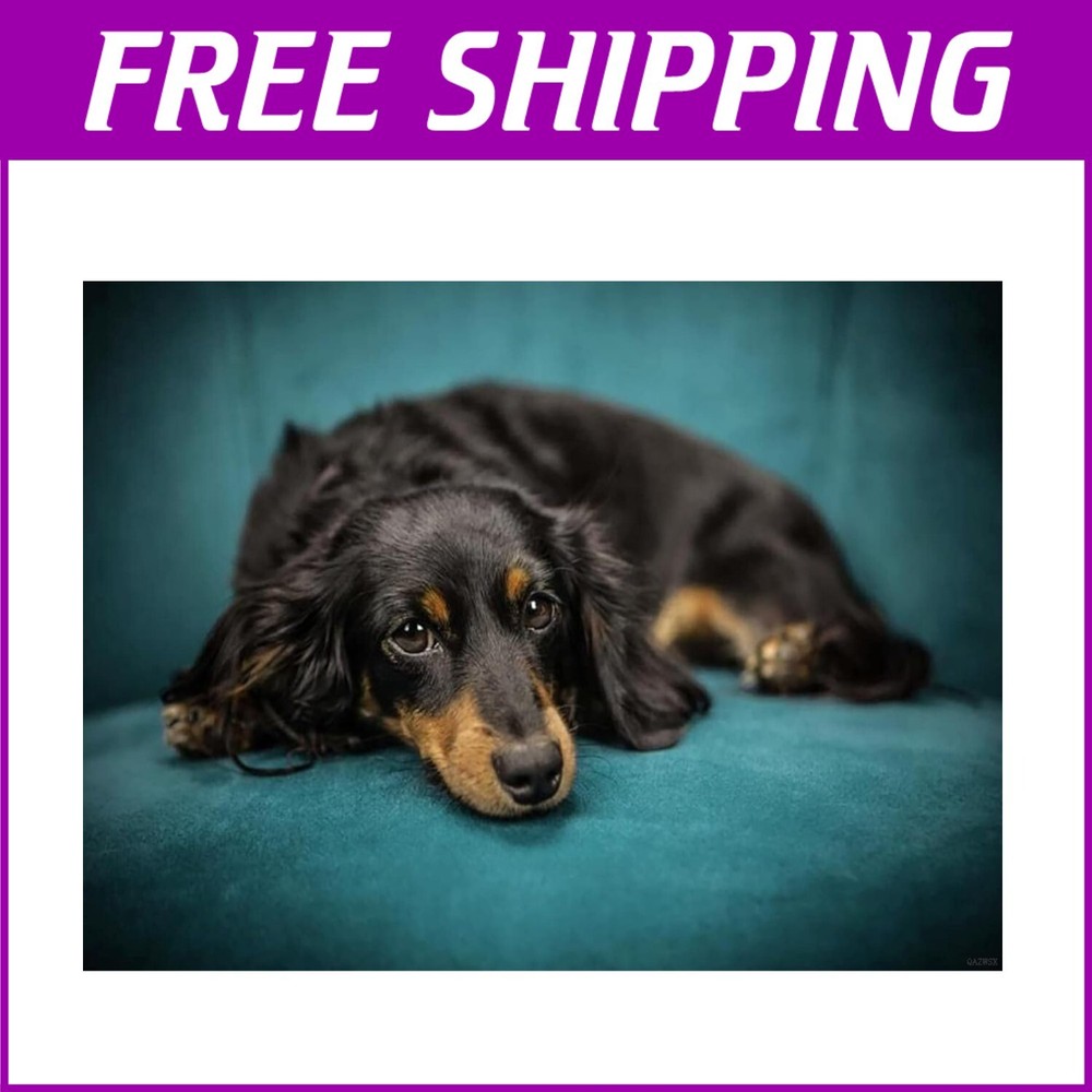 Colorful 5D DIY Diamond Painting of Dachshund, Perfect for Home Decor 12''x16''