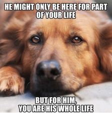 Inspirational dog refrigerator magnet    3 1/2 " x 4 1/2 "   Made in the USA