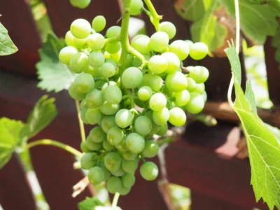 SEEDVILLE USA 50 GREEN (Dessert / Table) GRAPE Vitis Vinifera Fruit Vine Seeds