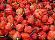 CAROLINA REAPER Pepper Seeds - Super Hot! 25+ seeds Organically Grown in TN
