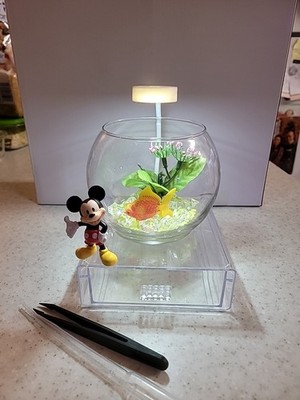  Mini 4 Inch Glass Bowl Beta Fish Tank With Storage Base Led Light Mickey Deco