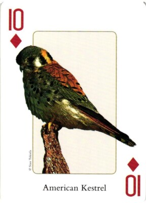 American Kestrel Birds of the Southeast Adventure Publications