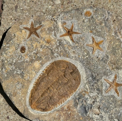 Huge 18" Ordovician Starfish & Trilobite Fossil Plate - Museum Display Plaque