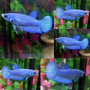 halfmoon plakat female