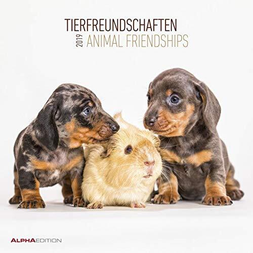 9783840791109 Calendario da muro „Animali amici“ 2019 30x30 cm - Alpha Editi