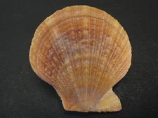 Deep H2O...TALOCHLAMYS ZELANDIAE~47.3mm~New Zealand SEASHELL