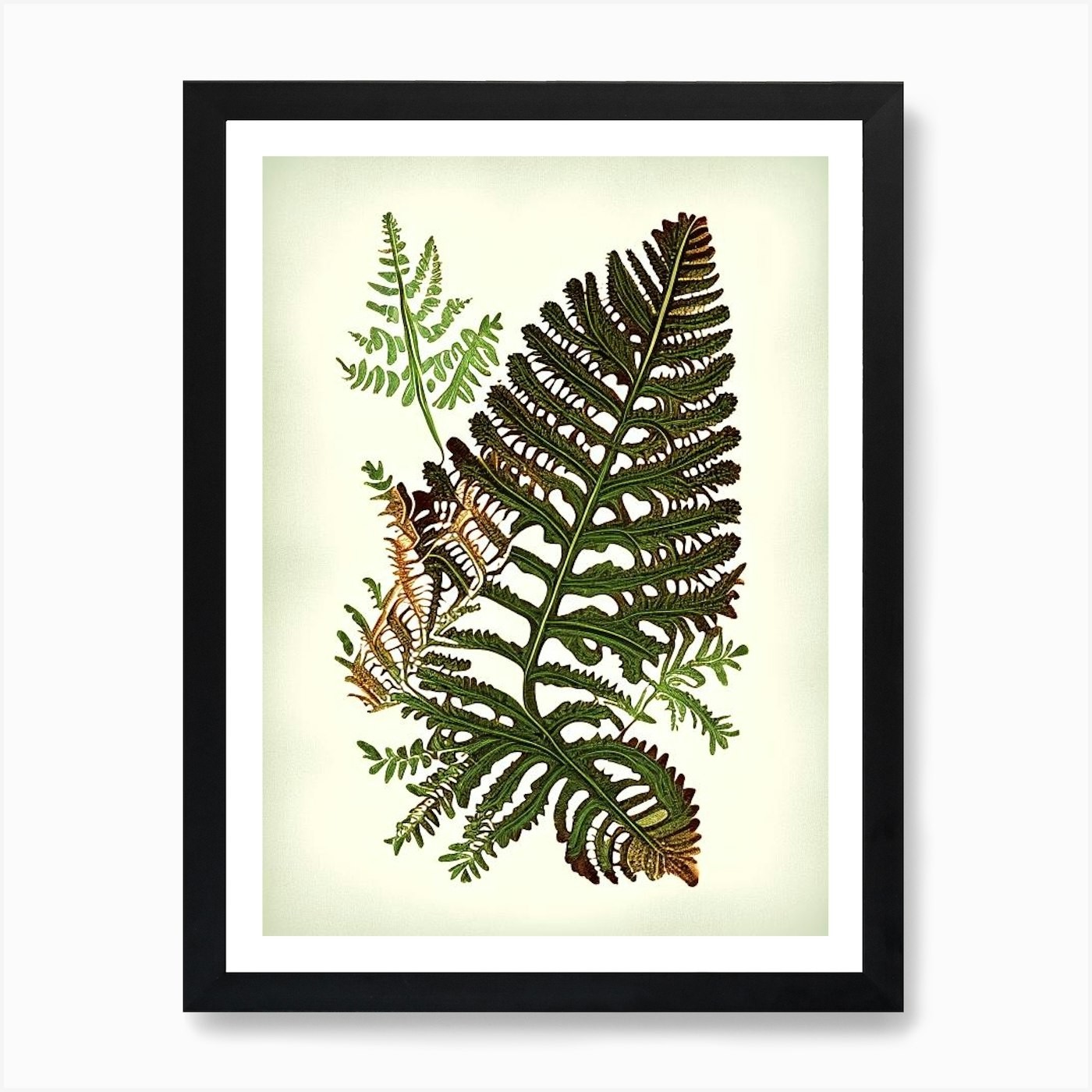 Rusty Back Fern 1 Vintage Botanical Framed Wall Art Poster Canvas Print Picture