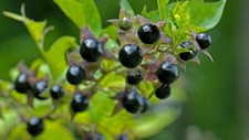 Atropa Belladonna (Deadly Nightshade) Seeds x 25