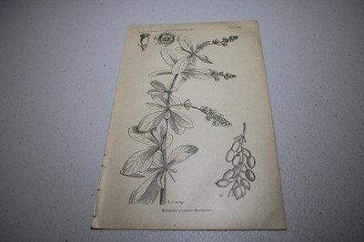1887 PRINT  / BARBERRY, or, BERBERIS VULGARIS