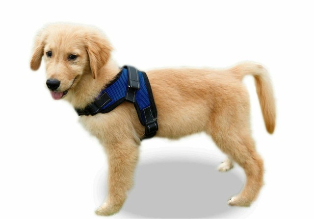ebay dog harness