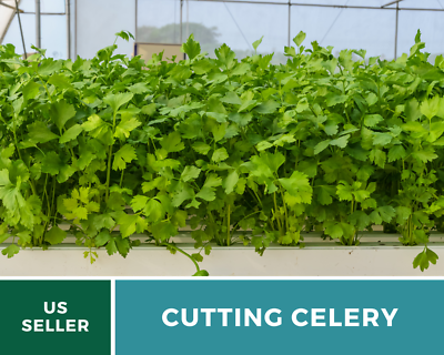 Cutting Leaf Celery Seeds, Heirloom Culinary Herb, USA Grown | eBay