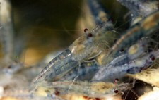 20  extras Blue Jelly freshwater neocaridina shrimp - USA Seller