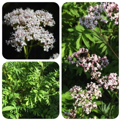 Baldrian Garden-Heliotrop Aphrodisiakum TCM Heilpflanze Xi Cao Zauberpflanze