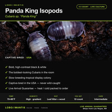 Panda King Isopods Cubaris sp 10 Count