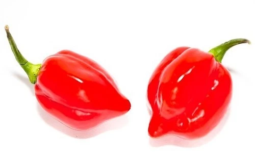 30 SAVINA RED CHILE RED HABANERO SEEDS 100% GUARANTEED VERY SPICY